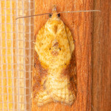 3537 Brittania Moth (Acleris britannia)