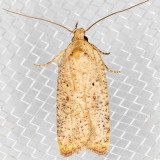 0895 Gorse Tip Moth (Agonopterix nervosa)