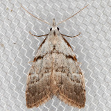 8993 Ceanothus Nola Moth (Nola minna)