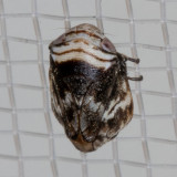 (Clastoptera ovata)