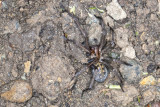 (Agelenidae) - Funnel Weavers
