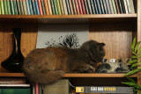 Cat snaps