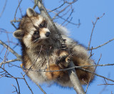 raccoon_2