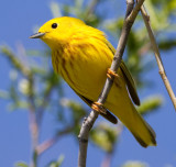 yellow warbler 32