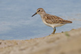 least sandpiper 11
