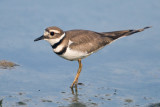 killdeer 96