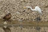 great egret 49