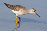 lesser yellowlegs 21