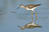lesser yellowlegs 23