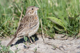 vesper sparrow 17