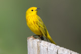 yellow warbler 38