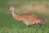 sandhill crane 294