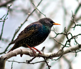 The European starling