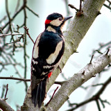 The Great spotted woodpecker