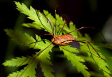 Summer encounter 2 - Daddy longlegs