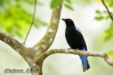 Asian Fairy Bluebird