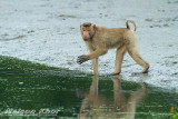 Southern Pig Tailed Macaque