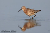 Curlew Sandpiper