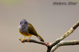 Grey Headed Canary Flycatcher