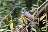 Cinereous Bulbul