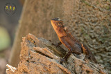 Peninsular Horned Tree Lizard