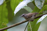 Moustached Babbler