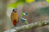 Blue Winged Pitta