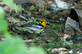 Blackburnian Warbler (Dendroica fusca)
