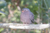 Common Ground Dove (Columbina passerina)