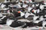 Black Skimmer (Rynchops niger)