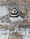 Killdeer (Charadrius vociferus)