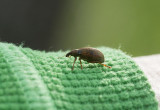 Polydrusus mollis