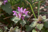 Rödplister (Lamium purpureum)