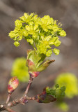 Lönn (Acer platanoides)