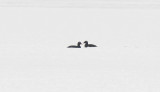 Siberian Scoter (Melanitta stejnegeri)