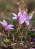 Skatnäva (Erodium cicutarium)