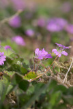 Mjuknäva (Geranium molle)