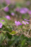 Mjuknva (Geranium molle)