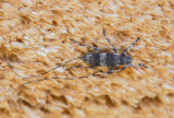 Mindre timmerman (Acanthocinus griseus)