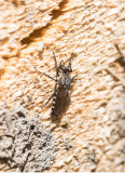 Cyrtopogon lateralis