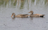 Gadwall (Mareca strepera)