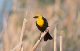 Yellow-headed Blackbird (Xanthocephalus xanthocephalus)