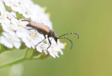 Fläckhornad blombock (Paracorymbia maculicornis)