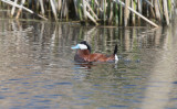 Ruddy Duck (Oxyura jamaicensis)