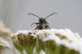 Ängsblombock (Stenurella melanura)