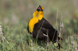 Yellow-headed Blackbird (Xanthocephalus xanthocephalus)	