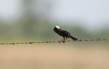 Bobolink (Dolichonyx oryzivorus)