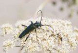 Myskbock (Aromia moschata)