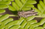 Backgräshoppa Chorthippus brunneus)