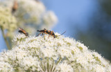 Smalvingad blombock (Strangalia attenuata)